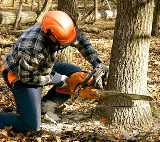 Arborist assessing tree health in Kentucky